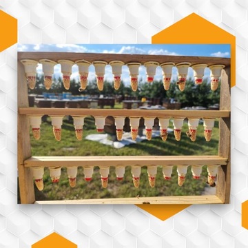 Неосемененные пчелиные матки Buckfast KB Племенные матери