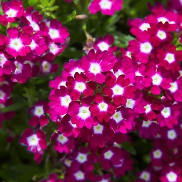 Садовые глиняные суккуленты, цветы в горшках 25