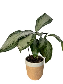 Podpórki do roślin kwiatów podpora podpórka RING TRIPLE S 33/18 zestaw 3szt