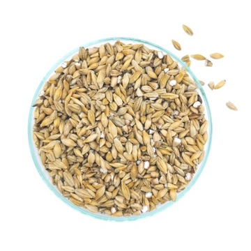Jęczmień pasza dla kur, bażantów, gęsi, indyków, kaczek, przepiórek 25kg