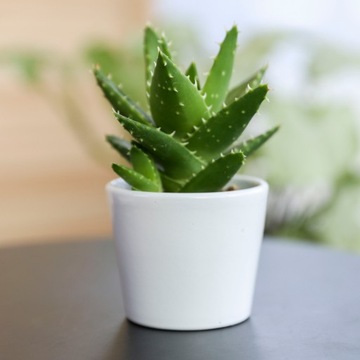 Цветочный горшок с керамической крышкой, БЕЛЫЙ, гладкий, 10 см.