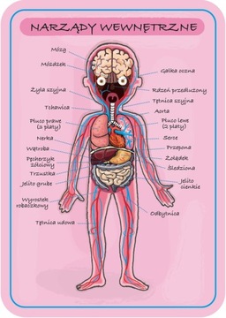 Магнитный пазл ЧЕЛОВЕЧЕСКОЕ ТЕЛО JANOD 7+ PL