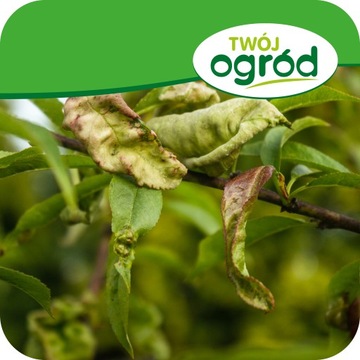 ФУНГИЦИД МИЕДЗИАН 50 WP 10G ПРОТИВ БОЛЕЗНЕЙ ОВОЩЕЙ И ФРУКТОВ