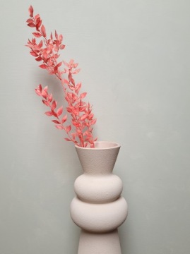 Ruscus czerwony, suszona gałązka