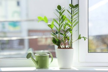 SERAMIS PODŁOŻE PALM DRACEN FIKUSÓW EPIPREMNUM MONSTERY ALOKAZJI CEROPEGII