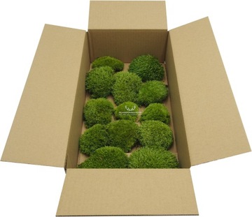 Mech Poduszkowy Jasno ZIeleń karton 100g NETTO