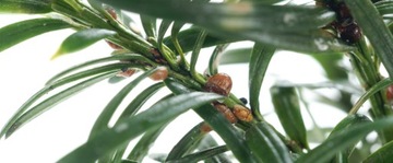 Treol 770 EC olej parafinowy przędziorkobójczy owadobójczy insektycyd 1l