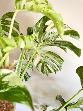 Monstera Variegata|SADZONKA CIĘTA ROŚLINY