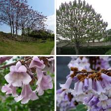 KARPY duża Paulownia Oxytree Drzewo Tlenowe Gwarancja