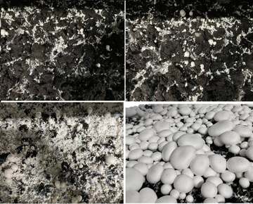 НАБОР ГРИБНАЯ ТАЙНА XXXL 30 КГ ДОМАШНЕЕ ВЫРАЩИВАНИЕ