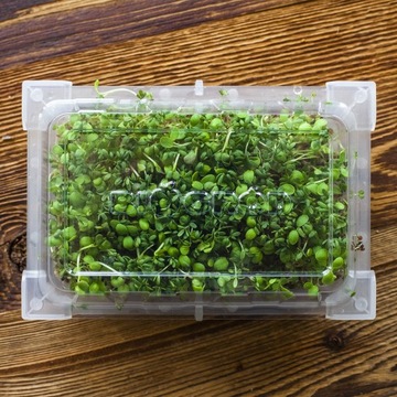 Росток зеленой головки + семена редиса