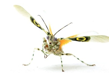 Псевдокреоботра wahlbergii Mantis BUTTERFLY L1-2!