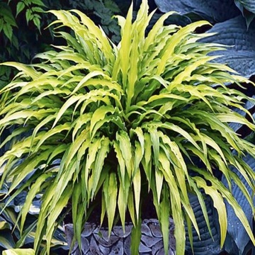 Hosta Funkia Curly Fries CEBULKA 1 szt.