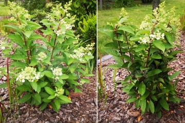 Зажим-подставка для кольца HYDRENSIONS для гортензии цветы ЗЕЛЕНЫЙ 10 шт.