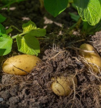 АРКАДА 880EC 1Л ИЗ ОДНО- И ДВУХЛИСТНЫХ СОРЕНКОВ КАРТОФЕЛЬ ТОМПА КИНОА ФИОЛЕТОВАЯ