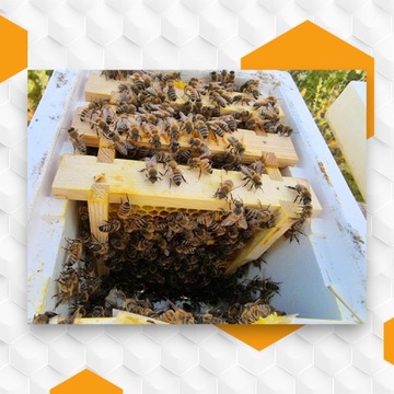 Неосемененные пчелиные матки Buckfast KB Племенные матери