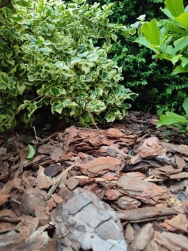 Кора сосновая 80л толщиной 3-9см сортированная садовое украшение STANPOL