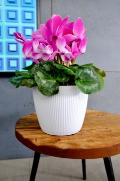 КРЫШКА-ПЕРЕМЫЧКА МАГНОЛИЯ, диаметр. Ламель 14 СМ МАТОВО-БЕЛАЯ