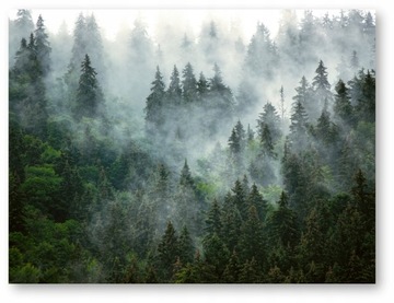 LAS MGŁA plakat B2 50x70cm #105