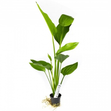 INVITAL Echinodorus argentinensis koszyk Ø 5,5 cm