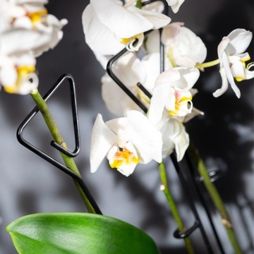 ПОДДЕРЖКА ДЛЯ ОРХИДЕИ ПОДДЕРЖКА ДЛЯ РАСТЕНИЙ 10 шт. 50 см