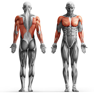 Нижний и верхний подъемник MH-W106 2.0 - Marbo Sport