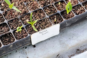 Мини теплица – мультигоршок для посева на 40 ячеек и поднос-подставка.