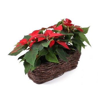 ПЛЕТЕНАЯ БАЛКОННАЯ ОСНОВА, ПРЯМОУГОЛЬНАЯ ПОКРЫТИЕ 39x20x15