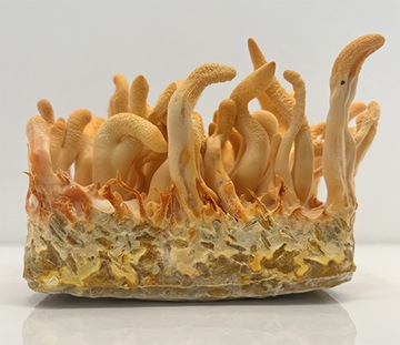 Cordyceps Militaris Battle Maczużnik, выращивание грибов, земля