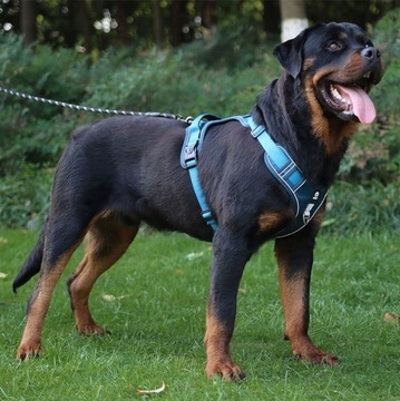 Шлейка ПРОЧНАЯ ДЛЯ СОБАКИ, БЕЗ ДАВЛЕНИЯ, ЛЕГКАЯ, L