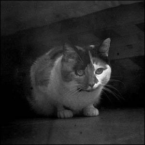 Кинорентгенографическая пленка VariCath ISO 20