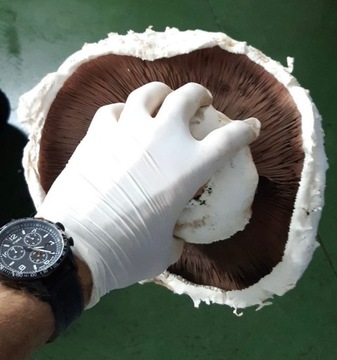 Мицелий белого гриба 20кг Высшее качество 6в1