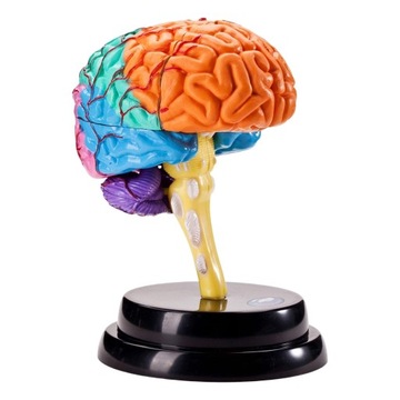 Anatomia modelu mózgu 4D zdemontowane narzędzie Model ludzkiego mózgu dla u