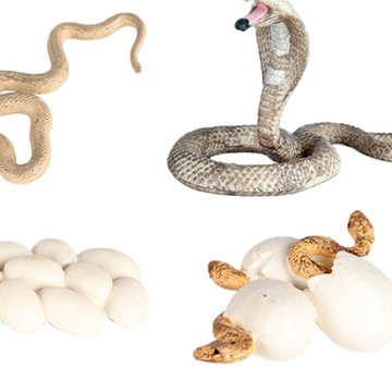 Модель роста Дошкольная биология