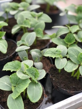 ГРУЗОВЫЕ ОГУРЦЫ – ПОСЕВ В ГОРШОК