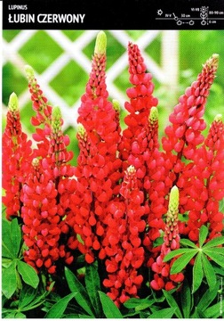 Lupinus Łubin Ozdobny Czerwony Cebulka 1szt.