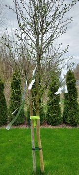 ЛЕНТА ДЛЯ ОТПУСКАНИЯ ПТИЦ 50 м