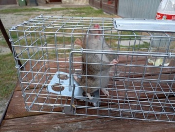 Ловушка против куниц, мышей, крыс Green Paw 2 кг