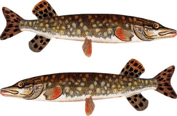 2x NAKLEJKI wędkarskie SZCZUPAK 75cm samochód ryba