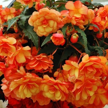 Begonia pendula zwisająca pomarańczowa 1 szt.