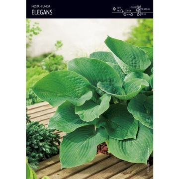 Hosta - Funkia Elegans Cebulka 1szt