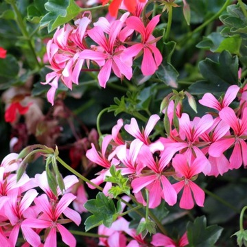 PELARGONIA BLUSZCZOLISTNA FUCHSIA RÓŻOWO-PURPUROWA