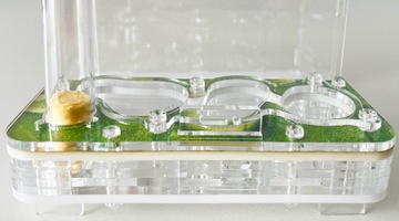 Формикарий с муравьями Antgard House MINI Starter Kit
