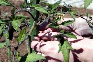 50x TYCZKA DO ROŚLIN PODPORA 90cm TYCZKI PALIK POMIDORÓW POWLEKANA STAL