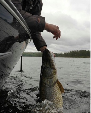 Расслабьте Kopyto 4 '' жвачка для Pike # 11,5 см # 1 ПК