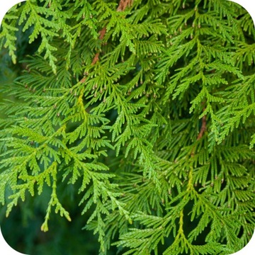 УДОБРЕНИЕ ДЛЯ ХВОЙНЫХ ROSAFERT 25кг NPK 12/12/17 ГРАНУЛЯТЫ ДЛЯ ХВОЙНЫХ TJE THUJE