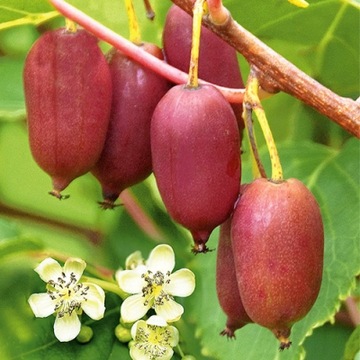 11 Kiwi Aktinidia Geneva czerwone owoce 487D