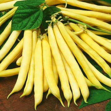 Фасоль Złota Saxa желтая карликовая, семена овощей, устойчивый старый сорт