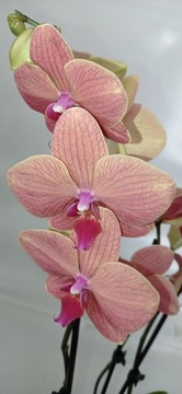 PHALENOPSIS storczyk 13