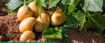 KOBE 20 SP 80G ТЛЯ ВРЕДИТЕЛИ КЛУБНИКИ ОВОЩИ ФРУКТЫ